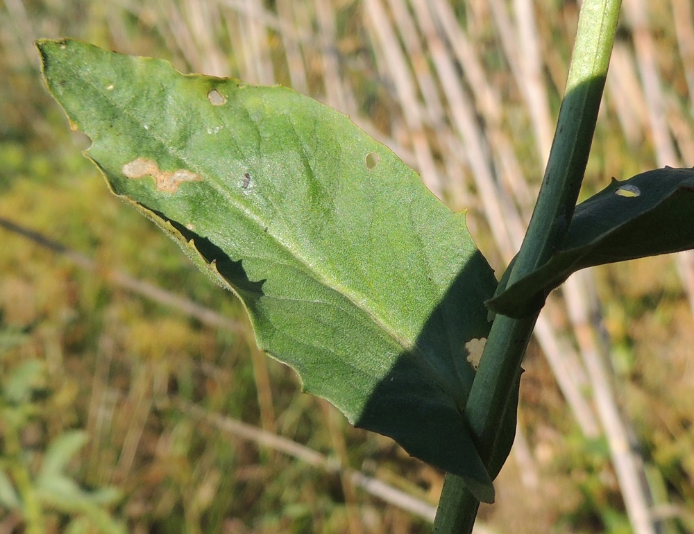 Lepidium draba - kynsimökrassin lehdet ovat yleensä noin 2-9 cm pitkät ja leveimmältä kohtaa noin 0,7-3 cm leveät. Ne ovat vihreät tai harmaanvihreät ja laidoiltaan harvakseen terävähampaiset. Varsi on nelisärmäinen, harmaanvihreä ja ainakin alaosastaan hyvin lyhytkarvainen. 3.8.2013. Copyright Hannu Kämäräinen.
