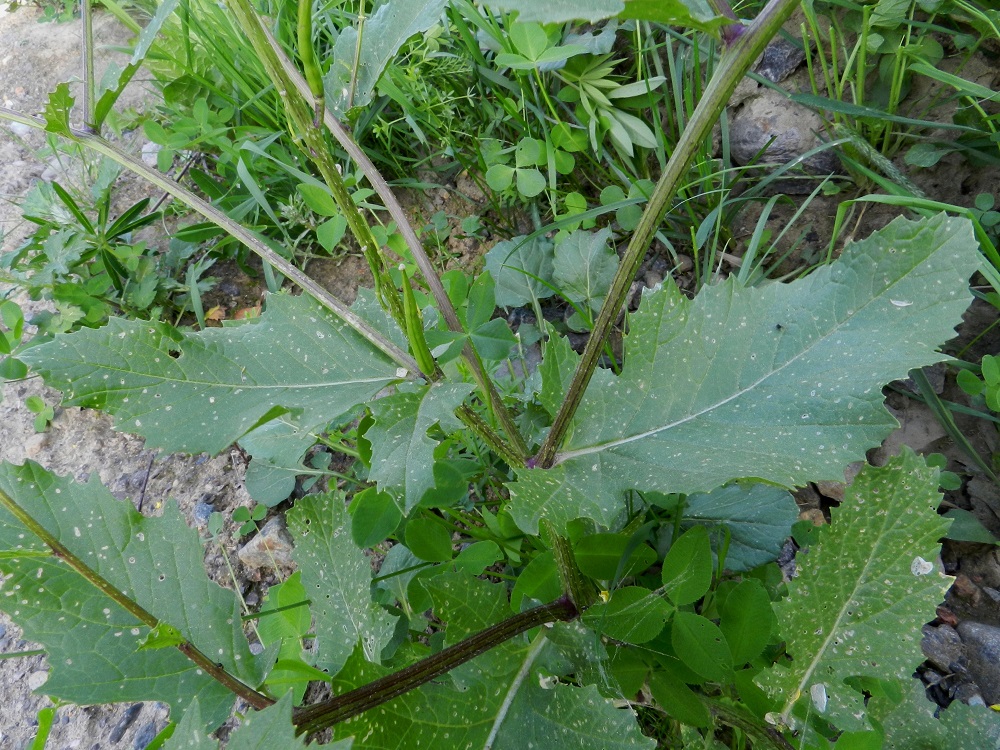 Mutarda arvensis - rikkasinapin lehdet ovat alempana ruodilliset ja yläosassa lähes tai aivan ruodittomat. Lehtilaita on epäsäännöllisen iso- ja usein terävähampainen. Toisinaan tyviosan lisäksi myös muuallakin lavassa esiintyy säännötöntä halkoisuutta. Pituutta lavalla on tavallisesti noin 3-20 cm ja leveyttä leveimmältä kohtaa noin 1-10 cm. Varsissa ja haaroissa on toisinaan enemmänkin sinipunaista sävyä. Haarojen tai tertturangankaan kaljuus tai karvaisuus eivät korreloi litujen karvaisuuden kanssa. Kuvan yksilöllä lidut ovat kaljut, vaikka kasvi muuten on karvainen. EH, Hämeenlinna, Kankaantausta, Turun Valtatien (10-tien) laita Hattelmalanharjun kaakkoispään kohdalla, 30.6.2011. Copyright Hannu Kämäräinen.