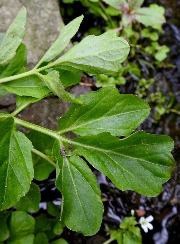 Cardamine amara - purolitukan lehtien lehdykät ovat ylimpiä lehtiä lukuun ottamatta lähinnä soikeahkot tai pyöreähköt. Ne ovat isohampaiset, isonyhäiset tai mutkalaitaiset. Hampaat ovat useimmiten laakeat ja tylpät. Lehdykät ovat tavallisesti noin 0,5-5 cm pitkät ja leveimmältä kohtaa noin 0,5-3 cm leveät. Sivulehdyköiden ruoti on noin 0-5 mm pitkä. 4.6.2019. Copyright Hannu Kämäräinen.