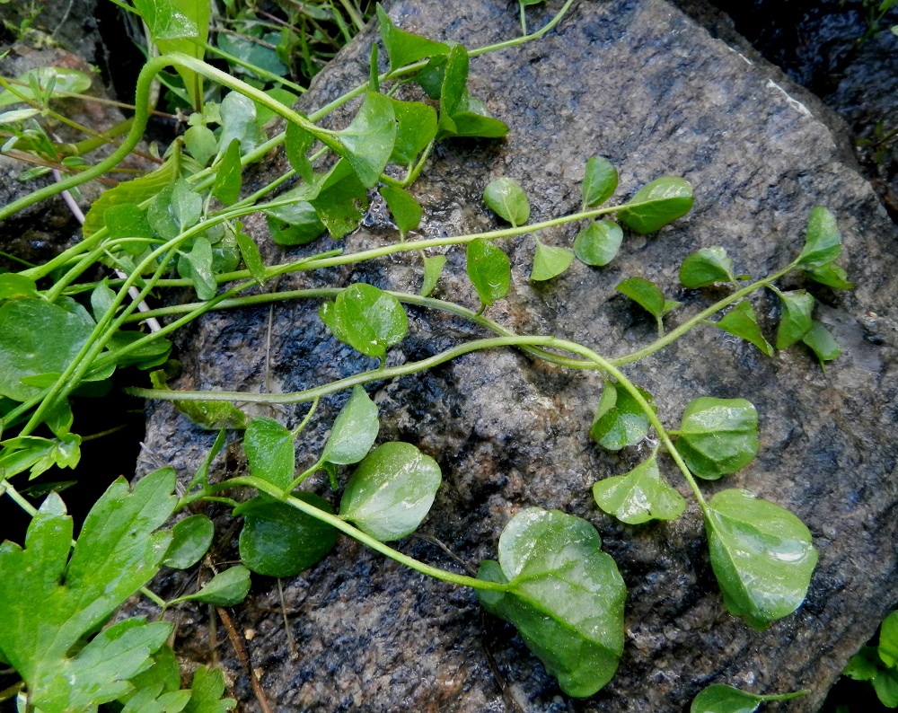 Cardamine pratensis subsp. paludosa - rantaluhtalitukan lehdet ovat parilehdykkäiset. Tyviruusukkeen lehtien ruoti on yleensä noin 5-10 cm pitkä ja kalju tai karvainen. Lapaosuus on tavallisesti noin 5-15 cm pitkä ja leveimmältä kohtaa noin 2-4 cm leveä. Siinä on kärkilehdykän lisäksi useimmiten 4-12 lehdykkäparia. Sivulehdykät ovat ruodilliset, ja ruoti on yleensä noin 1-5 mm pitkä. Kärkilehdykkä on sivulehdyköitä kookkaampi tai niiden kanssa lähes samankokoinen, pyöreähkö tai munuaismainen ja isohampaisen kulmikas, mutkalaitainen tai lähes ehytreunainen. Se on läpimitaltaan yleensä noin 8-20 mm. Sivulehdykät ovat pyöreähköt, yleensä mutkalaitaiset tai lähes ehytreunaiset ja useimmiten noin 5-15 mm läpimitaltaan. Ruusukelehtien lehdykät ovat vaihtelevasti karvaiset. 3.6.2012. Copyright Hannu Kämäräinen.