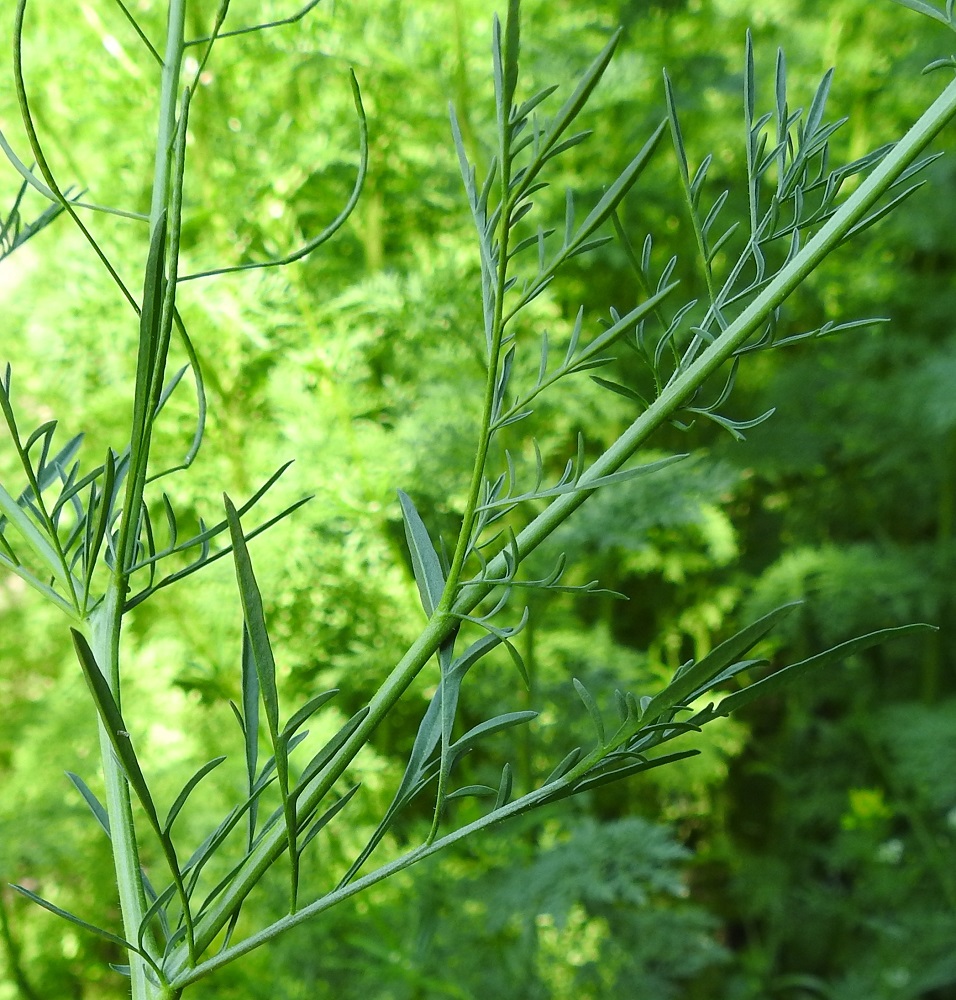 Descurainia sophia - (rohto)litutillin latva- ja kukinto-osan lehdissä kärkiliuskat ovat muita kookkaammat ja yleensä noin 10-25 mm pitkät sekä leveimmältä kohtaa noin 1-3 mm leveät. A, Sund, Björby, Prästgården, kirkko- ja hautausmaan pohjoispuoli, ylijäämämaakasa, 23.6.2023. Copyright Hannu Kämäräinen.