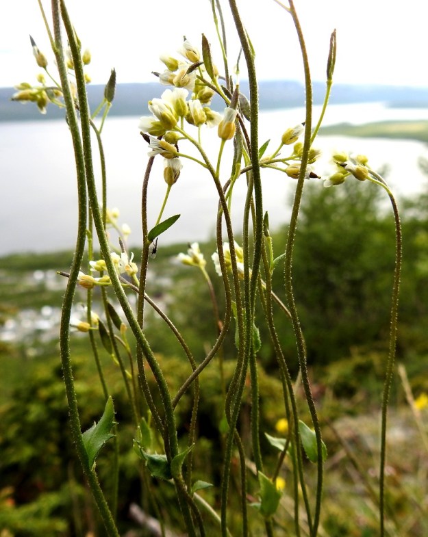 Draba glabella - isokynsimön varsikarvoitus yltää aika usein latvaan saakka. Toisissa yksilöissä karvoitus rajoittuu vain varsien ala- ja keskiosaan. EnL, Enontekiö, Kilpisjärvi, Saanan lounaisrinne, ensimmäisen, matalan pahtaseinämän yläpuolinen, jyrkkä kalliorinne retkeilykeskuksen kohdalla, luonnonsuojelualue, 630 m mpy, 5.7.2018. Copyright Hannu Kämäräinen.