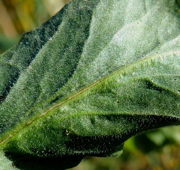 Lepidium draba - kynsimökrassin lehdet ovat erityisesti alapuolelta tiheästi hyvin lyhytkarvaiset. 3.8.2013. Copyright Hannu Kämäräinen.
