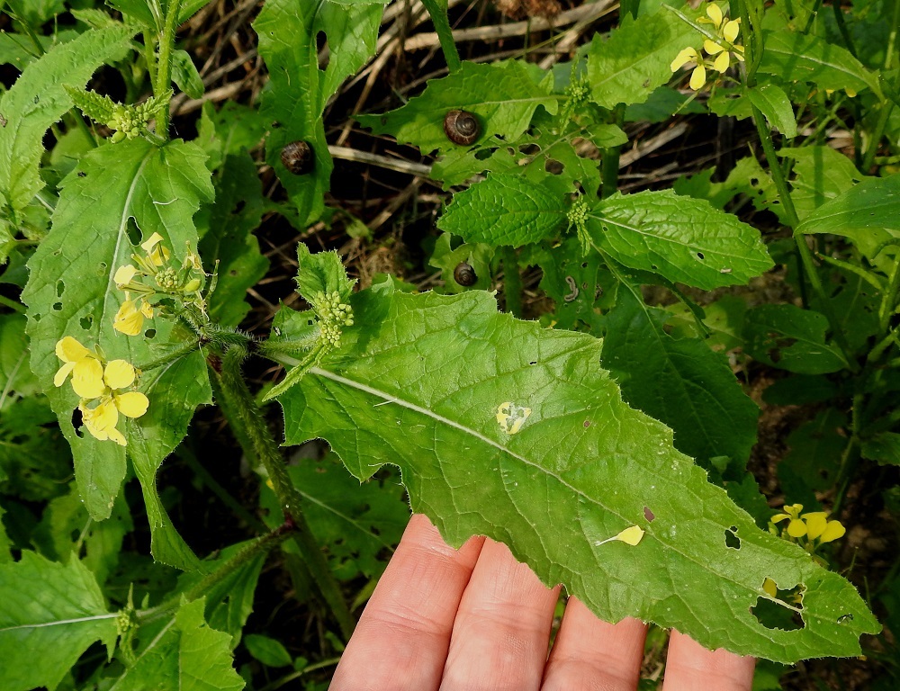 Mutarda arvensis - rikkasinapin ylemmät lehdet ovat säännönmukaisemmin soikeahkot tai kapeansoikeat, ehyet ja matalahampaisemmat. Lehtilapa on vihreä ja reunoiltaan karvainen sekä päältä kaljuhko tai vähäkarvainen. EH, Hämeenlinna, Ojoinen, Paroinen, jätevedenpuhdistamon ja moottoritien välinen kompostiaumakenttäalue, alueen läntinen laitavalli, 8.9.2018. Copyright Hannu Kämäräinen.