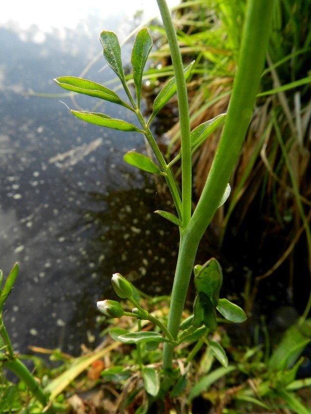 Cardamine pratensis subsp. paludosa - rantaluhtalitukan varsilehtiä on useimmiten 5-10. Alemmat niistä ovat ruodilliset ja ylimmät lähes ruodittomat. Lapaosuus on tavallisesti noin 3-15 cm pitkä ja leveimmältä kohtaa noin 1,5-4 cm leveä. Siinä on kärkilehdykän lisäksi useimmiten 3-10 lehdykkäparia. Sivulehdykät ovat ruodilliset, ja ruoti on yleensä noin 1-5 mm pitkä. Alempien varsilehtien lehdykät ovat tavallisesti soikeat tai kapeansoikeat ja ylimpien lehtien lehdykät myös suikeahkot. Lehdykät ovat ehytlaitaiset tai hieman hampaiset ja kaljut tai karvaiset sekä yleensä noin 7-25 mm pitkät ja leveimmältä kohtaa noin 2-10 mm leveät. Niiden kärkilehdykkä on useimmiten sivulehdyköiden mallinen ja kokoinen. EH, Hämeenlinna, Keinusaari, Varikonniemi, Vanajaveden rannan pitkospuupolun varsi, hetteinen järvenrantamättäikkö, 24.5.2012. Copyright Hannu Kämäräinen.