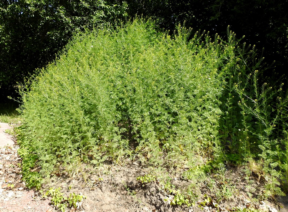 Descurainia sophia - (rohto)litutillin kasvustot voivat parhaimmillaan olla hyvin tiheät ja monessa suhteessa kookkaat. Kuvassa olevan kasvuston pisimmät yksilöt olivat peräti 150 cm korkeita, ja varsilehdet olivat pisimmillään noin 20 cm pitkiä ja leveimmillään noin 10 cm leveitä. Siirottavasti haarova kukinto-osa oli enimmillään noin 50 cm leveä. A, Sund, Björby, Prästgården, kirkko- ja hautausmaan pohjoispuoli, ylijäämämaakasa, 23.6.2023. Copyright Hannu Kämäräinen.