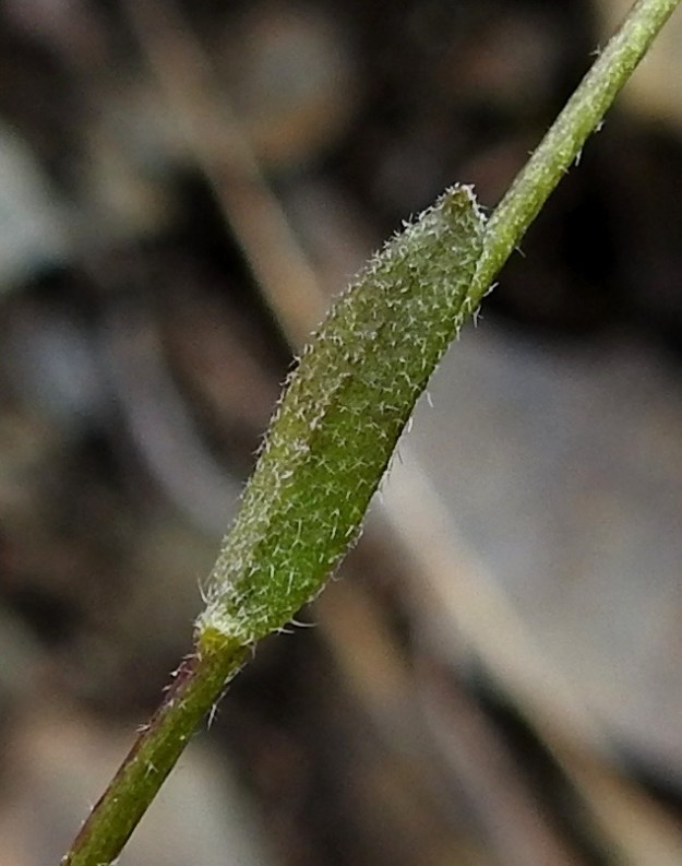 Draba glabella - isokynsimön varsilehdet ovat molemmin puolin tiheähkösti tähtikarvaiset. Seassa on yleensä myös yksittäisiä hapsikarvoja, jotka kuvassa näkyvät lehden alaosan reunoilla. EnL, Enontekiö, Kilpisjärvi, Saanan lounaisrinne, ensimmäinen, matala pahtaseinämä tunturikoivikkorinteessä, retkeilykeskuksen kohdalla, luonnonsuojelualue, 600 m mpy, 5.7.2018. Copyright Hannu Kämäräinen.