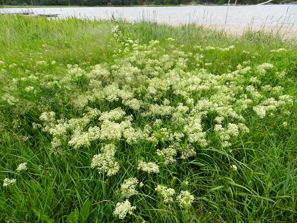 Lepidium draba - kynsimökrassin medentuoksuiset kukat houkuttelevat hyvin hyönteispölyttäjiä, ja lituja kehittyykin runsaasti. Laji säilyy sitkeästi kasvupaikoillaan ja myös levittäytyy kuitenkin parhaiten vaakatasossa kasvavan ja haarovan juurakkonsa avulla. Näin laajempikin kasvustolaikku voi alun perin olla yhtä ja samaa yksilöä. 18.6.2012. Copyright Hannu Kämäräinen.