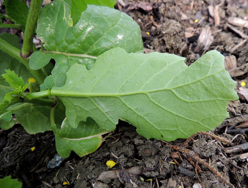 Mutarda arvensis - rikkasinapin lehdet ovat alta harmahtavan vihreät ja ainakin suonista jäykkäkarvaiset. EH, Hämeenlinna, Ojoinen, Paroinen, jätevedenpuhdistamon ja moottoritien välinen kompostiaumakenttäalue, 20.8.2016. Copyright Hannu Kämäräinen.