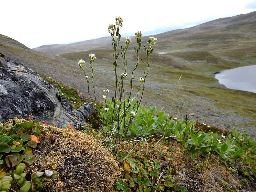 Draba glabella - isokynsimö on Suomessa harvinainen pohjoinen laji, jota tavataan Enontekiön Lapin, Inarin Lapin, Sompion Lapin ja Koillismaan eliömaakunnissa. Se on kalkinsuosija, ja kasvupaikkoina ovat lähinnä tunturipaljakan kalliorinteet, pahtahyllyt ja soraikot. Metsävyöhykkeessä laji voi kasvaa myös rotkolaaksojen rinteillä, rantakallioilla ja joskus kyläkedoilla. Uhanalaisuusarvioinnissa isokynsimö on todettu vaarantuneeksi (VU) lajiksi. EnL, Enontekiö, Kilpisjärvi, Saanan jyrkkä koillisrinne pahtaseinämän alapuolella, Saanajärven luoteisosan kohdalla, 775 m mpy, 6.7.2018. Copyright Hannu Kämäräinen.