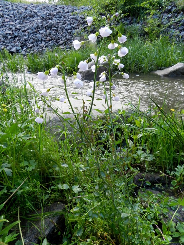 Cardamine pratensis subsp. paludosa - rantaluhtalitukka on monivuotinen, yleensä pysty ja tavallisesti noin 30-60 cm korkea ruoho. Varret ovat haarattomat tai haarovat. EH, Hämeenlinna, Loimalahden ja Voutilan kaupunginosien raja, Myllyoja, Myllyojan purouoma Sammontien luoteispuolella, 3.6.2012. Ellei toisin mainita, kuvat ovat tältä samalta kasvupaikalta. Copyright Hannu Kämäräinen.