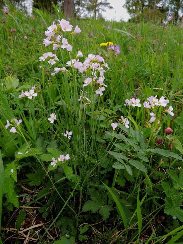Cardamine pratensis subsp. pratensis - niittyluhtalitukka on monivuotinen, yleensä pysty ja tavallisesti noin 20-40 cm korkea ruoho. Varret ovat haarattomat tai haarovat ja kasvavat yksittäin tai ryhminä. A, Lemland, eteläpää, Björkö, Herröskatanin pohjoispuolinen Grillskärin niemi, niemen kärkeen vievän tien varressa oleva niitty, 1.6.2013. Ellei toisin mainita, kuvat ovat tältä samalta niityltä. Copyright Hannu Kämäräinen.