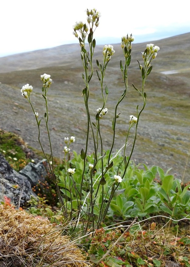 Draba glabella - isokynsimö on monivuotinen ja lehtiruusukkeellinen ruoho, joka on tavallisesti monivartinen ja noin 15-30 cm korkea. Varret ovat ohuet, haarattomat ja lehdekkäät sekä usein jossain määrin mutkaiset. EnL, Enontekiö, Kilpisjärvi, Saanan jyrkkä koillisrinne pahtaseinämän alapuolella, Saanajärven luoteisosan kohdalla, 775 m mpy, 6.7.2018. Copyright Hannu Kämäräinen.