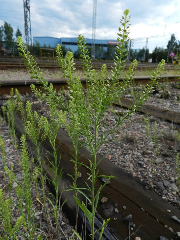 Lepidium densiflorum - ratakrassi on pysty ja tavallisesti noin 15-30 cm korkea ruoho. Sen näyttävin osa on kynttilänjalkamaisesti haarova kukintolatvus. EH, Lahti, ratapiha-alue entisen tavara-aseman länsipuolella, 12.7.2011. Copyright Hannu Kämäräinen.