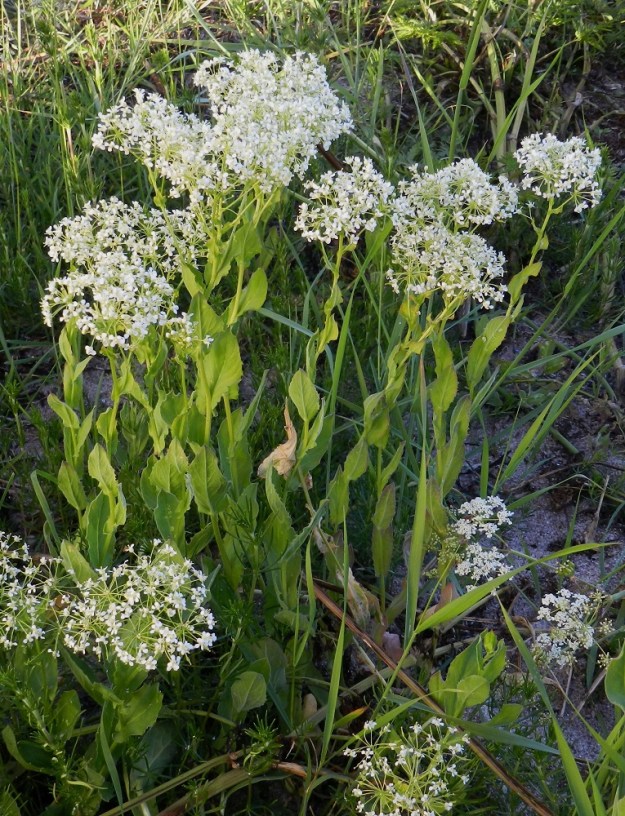 Lepidium draba - kynsimökrassi on monivuotinen, yleensä pysty ja tavallisesti noin 20-50 cm korkea ruoho. Yksilöt ovat usein monivartisia. U, Hanko, Täktom, Långören, niemeen johtava kapea hiekkakannas, Kattrumpan-merenlahden veneranta, 18.6.2012. Ellei toisin mainita, kuvat ovat tältä samalta kasvupaikalta. Copyright Hannu Kämäräinen.