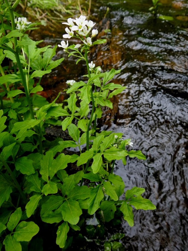 Cardamine amara - purolitukka on pysty tai usein tyveltä koheneva ja tavallisesti noin 20-50 cm korkea. 4.6.2019. Copyright Hannu Kämäräinen.