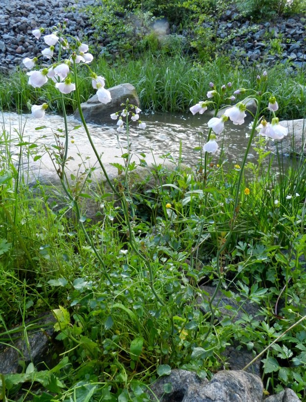 Cardamine pratensis subsp. paludosa - rantaluhtalitukan varret ovat yksittäin tai kasvavat tiheinäkin ryhminä. Kasvupaikkoina ovat lähinnä järvien, jokien ja merenlahtien rantaniityt, purojen ja ojien varret, hetteiköt, lätäköt ja märät korvet. 3.6.2012. Copyright Hannu Kämäräinen.