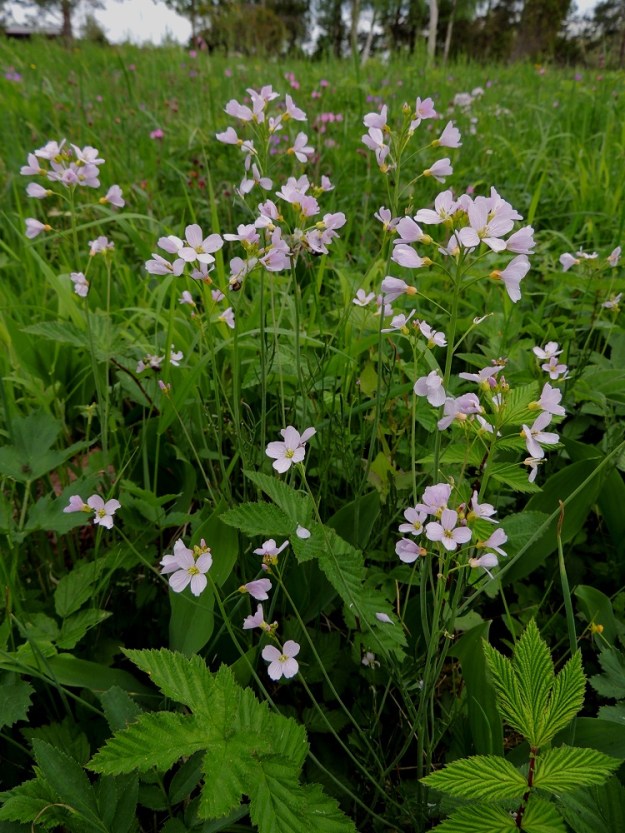 Cardamine pratensis subsp. pratensis - niittyluhtalitukka on tieteellisen ja suomalaisen nimensä mukaisesti ennen kaikkea niittykasvi, joka viihtyy monenlaisilla niityillä ja myös piennarruohikoissa. Kasvupaikat ovat yleisimmin kuivahkoja ja harvemmin kosteita tai märkiä. Silti nimialalajinkin toisinaan voi tavata rantaniityiltä, vaikka niillä paljon tunnusomaisempi onkin toinen alalaji, rantaluhtalitukka, subsp. paludosa. 1.6.2013. Copyright Hannu Kämäräinen.