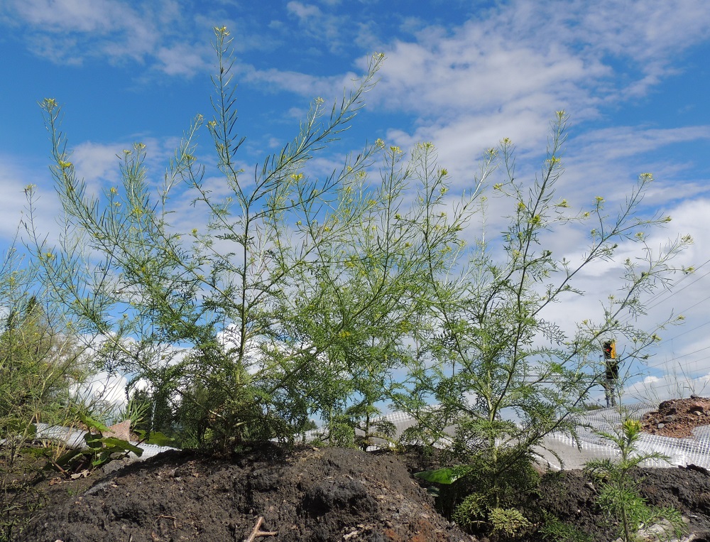 Descurainia sophia - (rohto)litutillin varsi on kukinto-osaan saakka haaraton, kuten edellisessä kuvassa tai jo tyveltä alkaen runsaastikin haarova. Oheisen kuvan vasemmanpuoleisessa, isossa yksilössä on peräti noin 50 kukkaterttua. Litutilli on Suomessa harvinaistunut. Sen voi löytää asutuksen piiristä mm. joutomailta, maakasoilta ja maankäsittelyalueilta sekä mylly-, viljavarasto- ja teollisuusalueilta sekä ratapihoilta ja satamista. U, Kouvola, Elimäki, Koria, rautatieseisakkeen lähellä, radan luoteislaidalla oleva, entinen Hankkijan viljavarasto, viljasiilojen koillispäässä olevat maakasat, 13.7.2016. Copyright Hannu Kämäräinen.