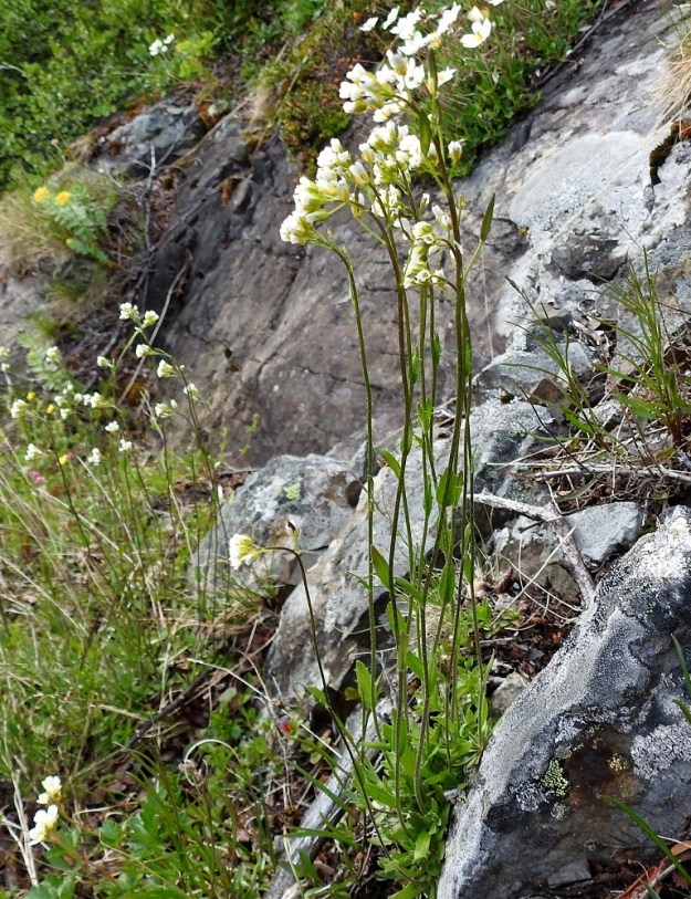 Draba glabella - isokynsimö on nimensä mukaisesti sukunsa kookkain suomalainen laji. Pääjuuri on yläosastaan yleensä monihaarainen. Kunkin haaran kärkeen kasvaa lehtiruusuke ja kukkavarsi. Kuvan kasvupaikalla yksilöt olivat jopa yli kymmenvartisia, ja edessä näkyvä varsikko oli yli 30 cm korkea. Kuvassa seuralaisina ovat mm. tunturilapinvuokko, Dryas octopetala, kuvan ylälaidassa, (pohjan)ruusujuuri, Rhodiola rosea vasemmalla ylhäällä ja mätäsrikko, Saxifraga cespitosa, vasemmassa alanurkassa. EnL, Enontekiö, Kilpisjärvi, Saanan lounaisrinne, ensimmäisen, matalan pahtaseinämän yläpuolinen, jyrkkä kalliorinne retkeilykeskuksen kohdalla, luonnonsuojelualue, 630 m mpy, 5.7.2018. Copyright Hannu Kämäräinen.