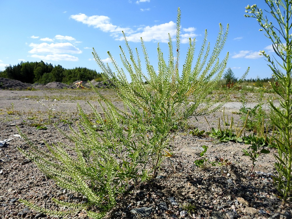Lepidium densiflorum - ratakrassi on yksi- tai kaksivuotinen. Varsinkin kaksivuotiset yksilöt ovat vankkavartisia ja vahvajuurisia. Enimmillään niissä voi olla jopa kymmeniä kukintohaaroja. Kuvassa ovat seuralaisina mm. piharatamo, Plantago major ja oikeassa reunassa kanadankoiransilmä, Erigeron canadensis. EH, Hämeenlinna, Majalahti, Louhoksentien varren maanläjitysalue, eteläpää, 18.7.2018. Copyright Hannu Kämäräinen.