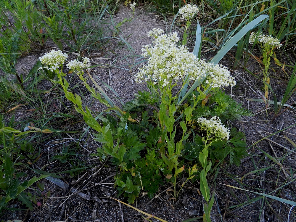 Lepidium draba - kynsimökrassi on Suomessa hyvin harvinainen uustulokas, joka alun perin lienee saapunut purjelaivojen painolastimaan mukana satamakentille. Myöhemmin tuloväylänä ovat olleet erityisesti viljakuljetukset satamiin ja edelleen viljavarastoihin ja myllyille. Nykyään se kasvaa vakiintuneena muutamin paikoin Ahvenanmaan, Varsinais-Suomen ja Uudenmaan eliömaakunnissa. Kasvupaikkoina ovat lähinnä laiva- ja venesatamat lähialueineen, viljavarastot ja myllyalueet, radan- ja tienvarret sekä joutomaat. 18.6.2012. Copyright Hannu Kämäräinen.