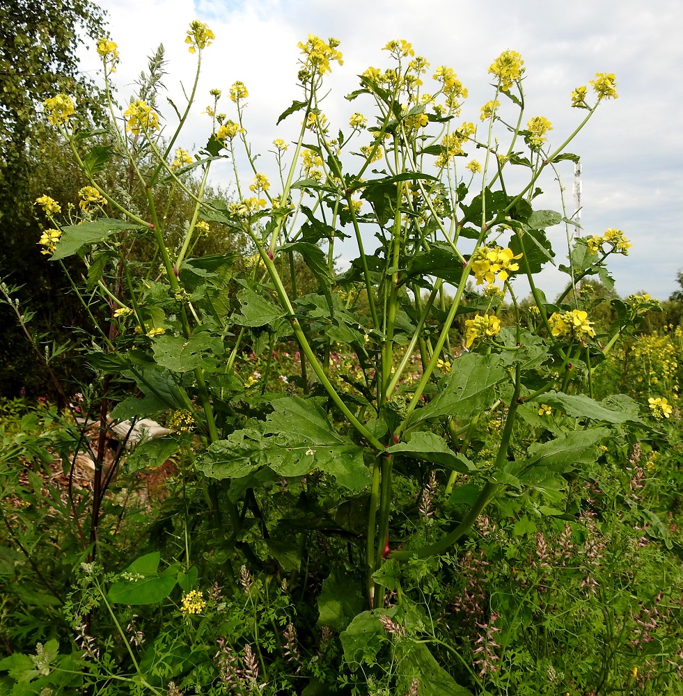 Mutarda arvensis - rikkasinappi on yksivuotinen, pystyhkö tai tyviosastaan koheneva ja tavallisesti noin 20-70 cm pitkä ruoho. Varsi on runsashaarainen, ja haarominen alkaa usein tyveltä saakka. EH, Hämeenlinna, Loimalahti, Kuokkamaa, entisen Sammon kaatopaikan täyttökumpu, lakialue, jonne ajettu uusia maakasoja, 22.7.2019. Copyright Hannu Kämäräinen.
