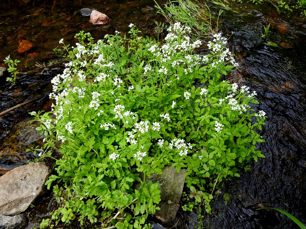 Cardamine amara - purolitukan juurakko on lyhyehkö mutta runsasrönsyinen. Myös varren tyviosa juurehtii. Rönsyjen avulla kasvustot leviävät usein laajoiksi ja tiheiksi. 4.6.2019. Copyright Hannu Kämäräinen.