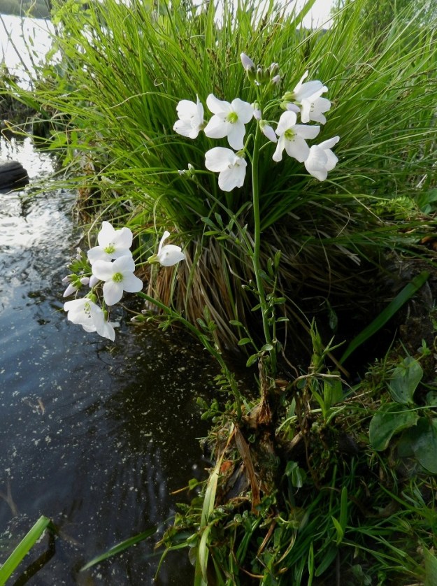 Cardamine pratensis subsp. paludosa - rantaluhtalitukka voi kasvaa samankaltaisilla kasvupaikoilla kuin sitä muistuttava purolitukkakin, C. amara. Purolitukan varsilehtien lehdykät ovat kuitenkin enimmäkseen soikeahkot tai pyöreähköt ja kookkaat sekä isohampaiset, isonyhäiset tai mutkalaitaiset. Sen lehdykät voivat olla jopa 5 cm pitkät ja noin 3 cm leveät. EH, Hämeenlinna, Keinusaari, Varikonniemi, Vanajaveden rannan pitkospuupolun varsi, hetteinen järvenrantamättäikkö, 24.5.2012. Copyright Hannu Kämäräinen.