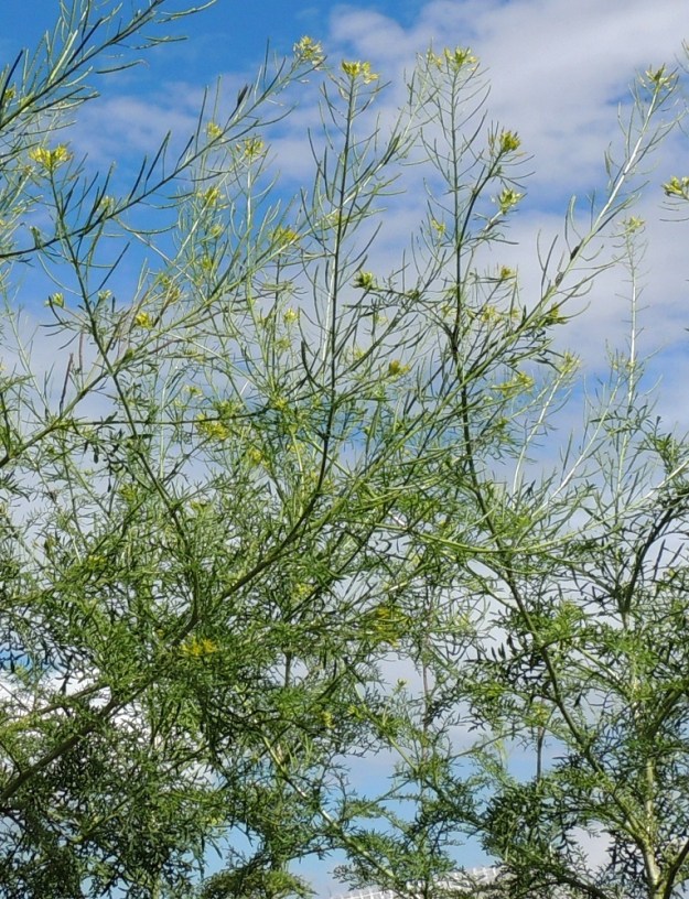 Descurainia sophia - (rohto)litutillin kukintotertuissa vain aivan tertun kärkiosa kukkii, ja alemmat osat ovat jo eriasteisesti hedelmävaiheessa. U, Kouvola, Elimäki, Koria, rautatieseisakkeen lähellä, radan luoteislaidalla oleva, entinen Hankkijan viljavarasto, viljasiilojen koillispäässä olevat maakasat, 13.7.2016. Copyright Hannu Kämäräinen.