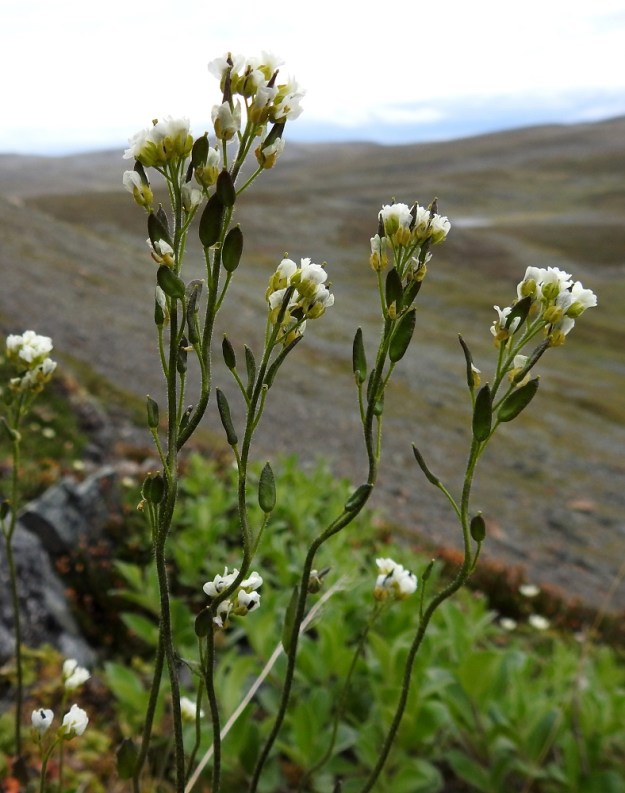Draba glabella - isokynsimön kukinto on varren latvassa oleva terttu, joka harsuuntuu ja pitenee kukinnan edetessä jopa 12 cm pitkäksi. Samaan aikaan, kun tertun kärkiosa kukkii, alemmat osat ovat jo hedelmävaiheessa. EnL, Enontekiö, Kilpisjärvi, Saanan jyrkkä koillisrinne pahtaseinämän alapuolella, Saanajärven luoteisosan kohdalla, 775 m mpy, 6.7.2018. Copyright Hannu Kämäräinen.