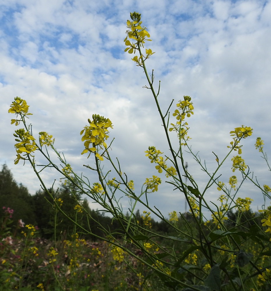 Mutarda arvensis - rikkasinapin kukinnot ovat varren ja haarojen kärjessä terttumaisesti. Terttu pitenee kukinnan edetessä yleensä noin 20-30 cm pitkäksi. Samaan aikaan, kun tertun kärkiosa kukkii, alemmat osat ovat jo eriasteisesti hedelmävaiheessa. EH, Hämeenlinna, Loimalahti, Kuokkamaa, entisen Sammon kaatopaikan täyttökumpu, lakialue, jonne ajettu uusia maakasoja, 22.7.2019. Copyright Hannu Kämäräinen.