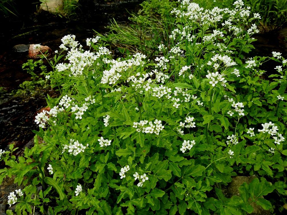 Cardamine amara - purolitukka kasvaa puroissa ja virtaavien ojien pohjalla usein veden keskellä matalammissa kohdissa. Ankkuripaikaksi riittää esim. muutama koholla oleva kivi purokoskessa. Se voi kasvaa myös upoksissa, kunnes vesi taas mataloituu sopivammalle korkeudelle. Virtaava vesi suojaa juuristoa ja rönsyjä pakkaselta. Usein myös kasvin alemmat osat talvehtivat vihreinä vedessä. 4.6.2019. Copyright Hannu Kämäräinen.