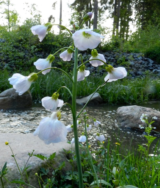 Cardamine pratensis subsp. paludosa - rantaluhtalitukan kukinnot ovat varren ja haarojen kärjessä terttumaisesti. Varsi on liereä ja kalju. Purolitukan varsi on särmikäs. Kuvan oikeassa alanurkassa näkyy myös rantavedessä kasvava purolitukka ja sen kookkaiden varsilehtien vaikutus lajin yleisilmeeseen. 3.6.2012. Copyright Hannu Kämäräinen.