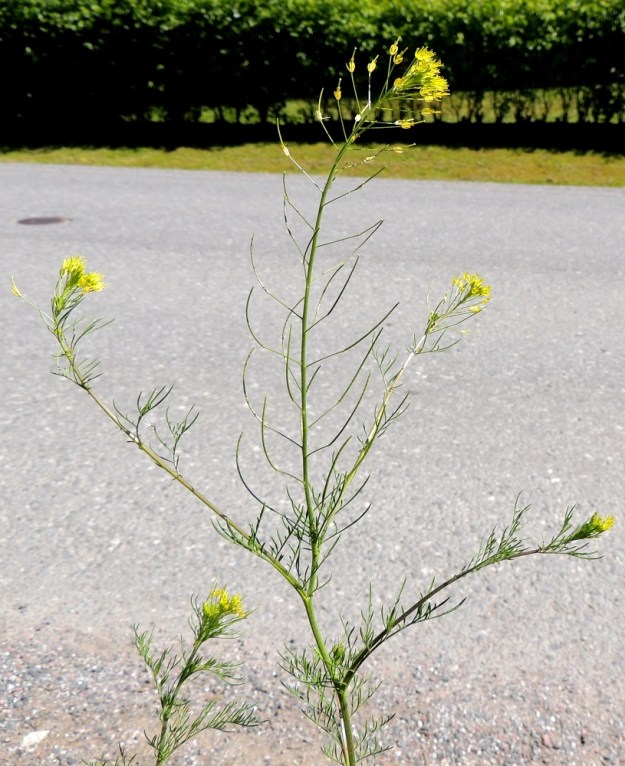 Descurainia sophia - (rohto)litutillin kukintoterttu pitenee kukinnan edetessä yleensä noin 20-40 cm pitkäksi. EH, Tampere, Ryydynpohja, omakotialue, Ryydynkadun tienlaide ja ojaluiska, 21.6.2016. Copyright Hannu Kämäräinen.