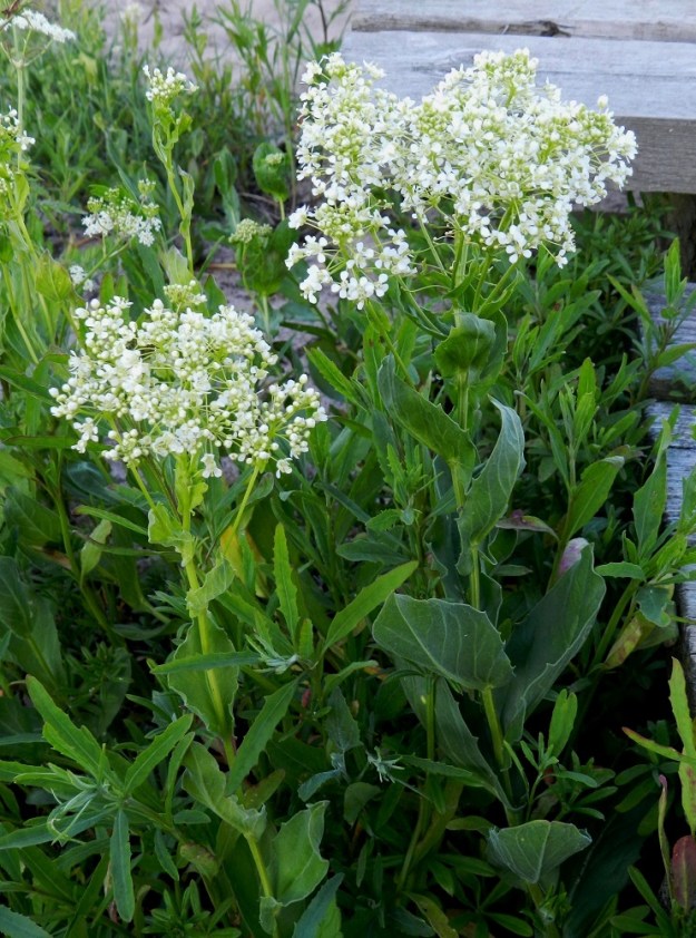 Lepidium draba - kynsimökrassin kukinto-osa on tiheä ja laajan huiskilomaiseksi levittäytyvä. Kukinto on varren ja haarojen kärjessä terttumaisesti. 18.6.2012. Copyright Hannu Kämäräinen.