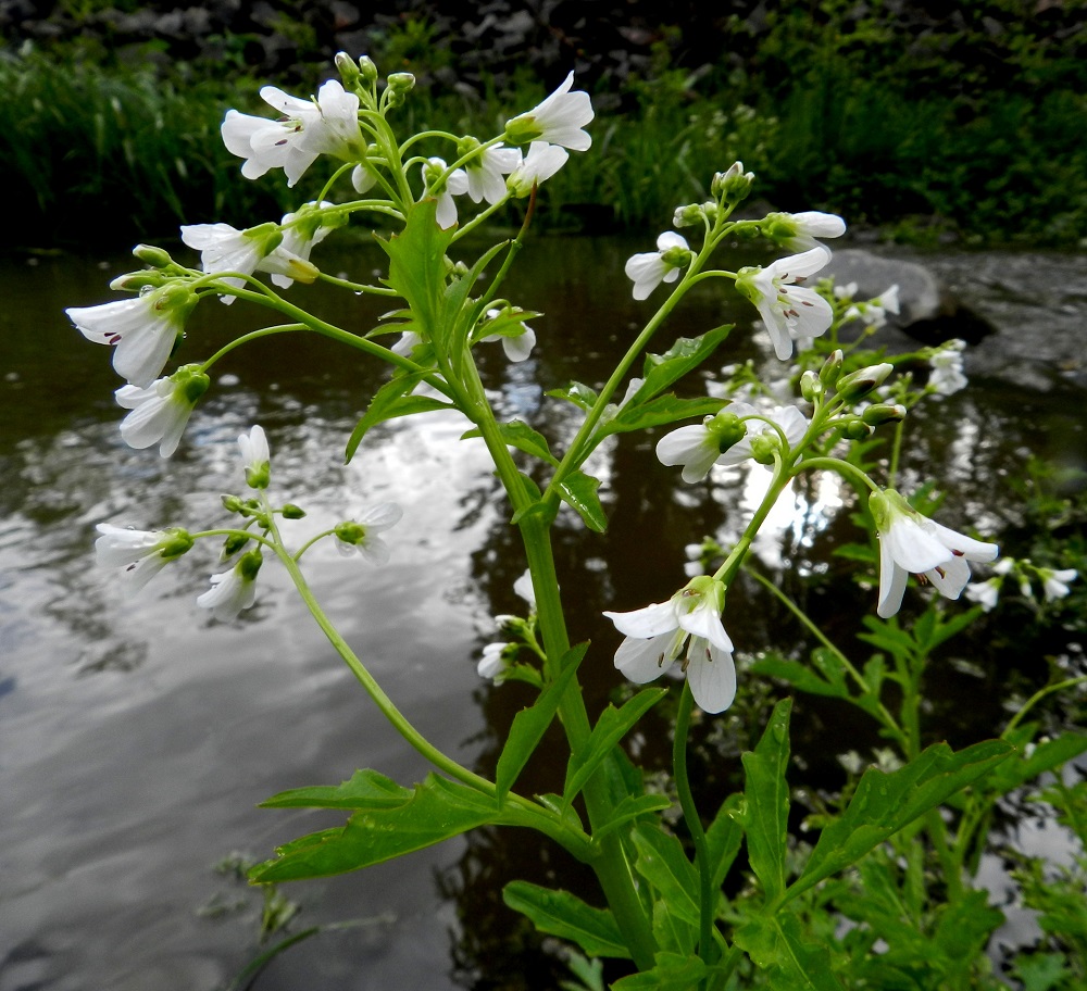 Cardamine amara - purolitukan kukinnot ovat varren ja haarojen kärjessä terttumaisesti. Terttu on yleensä laaja-alaisesti siirottava ja enintään noin 8 cm pitkä. Ylimpien lehtien lehdykät ovat usein lähes suikeahkot ja laidoiltaan iso- ja terävähampaiset. 3.6.2012. Copyright Hannu Kämäräinen.