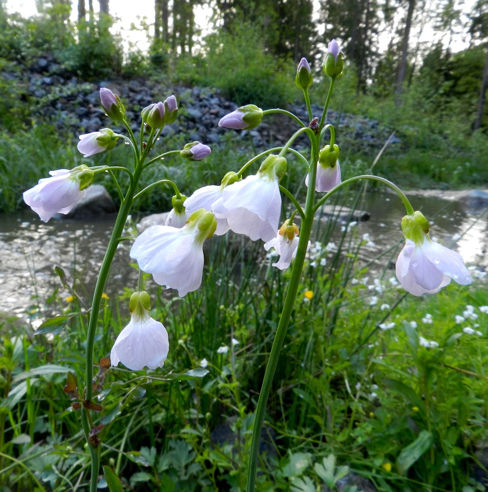 Cardamine pratensis subsp. paludosa - rantaluhtalitukan teriö on nuppuisena vaaleahkon sinipunainen ja avoimena lähes tai aivan valkoinen. Varsinkin tummapilvisellä säällä voi aika usein avoimissakin kukissa, jotka kuvassa ovat sateisen sään vuoksi supummassa, nähdä häivähdyksen sinipunertavaa sävyä. 3.6.2012. Copyright Hannu Kämäräinen.