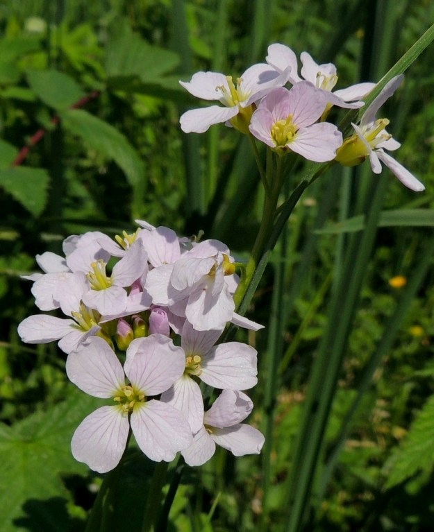 Cardamine pratensis subsp. pratensis - niittyluhtalitukan teriö on vaaleanpunainen, vaalean sinipunainen tai harvemmin valkoinen. Nupussa ja vasta avautuneina terälehtien värisävy on tummempi. 1.6.2013. Copyright Hannu Kämäräinen.