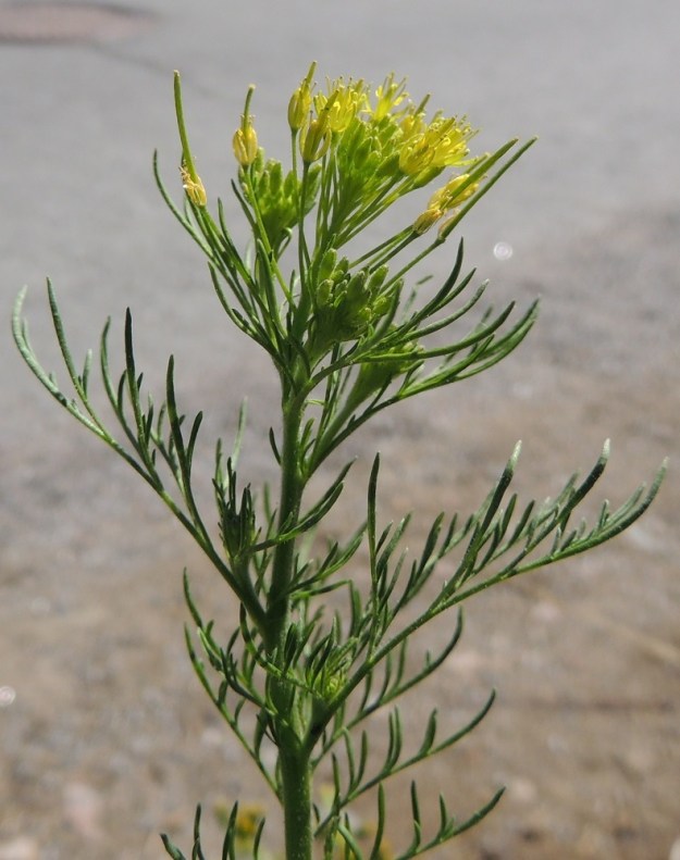 Descurainia sophia - (rohto)litutillin kukinnan alussa kukkatertut ovat vielä lyhyet, mutta pitenevät jo muutamassa päivässä huomattavasti. Ylemmät varsilehdet ovat kahteen kertaan hyvin kapealiuskaiset. EH, Tampere, Ryydynpohja, omakotialue, Ryydynkadun tienlaide ja ojaluiska, 21.6.2016. Copyright Hannu Kämäräinen.
