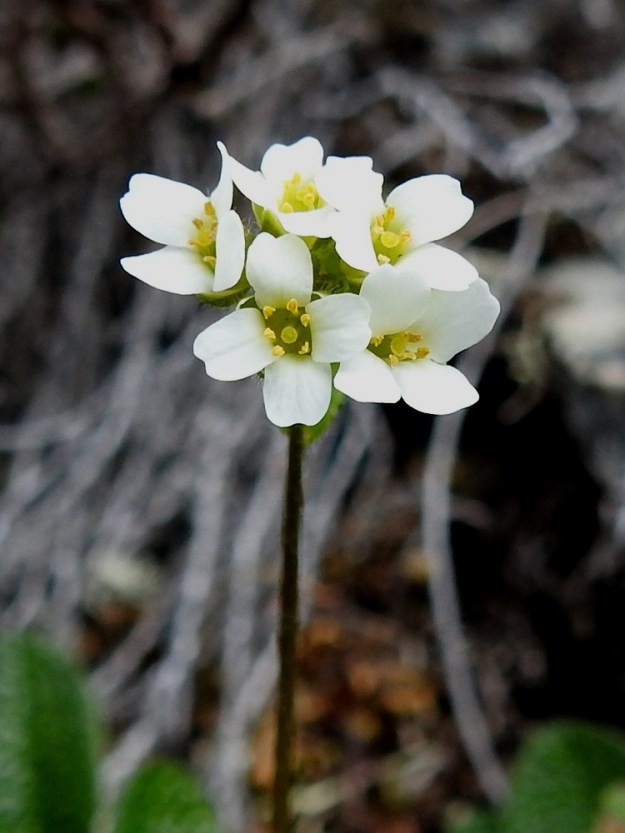 Draba glabella - isokynsimön terälehtiä on ristikkäisesti neljä. Ne ovat vastapuikeat, kärjestään lanttopäiset ja kapeatyviset sekä yleensä noin 4-5 mm pitkät ja leveimmältä kohtaa noin 2 mm leveät. EnL, Enontekiö, Kilpisjärvi, Saanan luoteisrinne, tunturipaljakkakivikko lähellä pahtaseinämän reunaa, 745 m mpy, 5.7.2018. Copyright Hannu Kämäräinen.