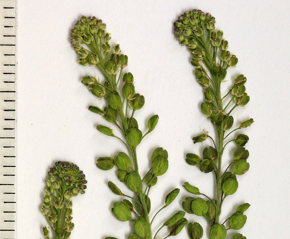 Lepidium densiflorum - ratakrassin kukassa on neljä verholehteä. Ne ovat kapeanpuikeat, kuperat, kalvolaitaiset ja vihreäsävyiset tai hyvin vaaleat. Pituutta niillä on noin 1 mm ja leveyttä leveimmältä kohtaa noin 0,4-0,5 mm. Terälehdet puuttuvat tai niitä on ristikkäisesti neljä. Niitä ei voi huomata, koska ne ovat lähes rihmamaiset ja jäävät verholehtiä pienempinä niiden taakse piiloon. EH, Lahti, ratapiha-alue entisen tavara-aseman länsipuolella, 20.6.2010. Kuva näytteestä, copyright Hannu Kämäräinen.