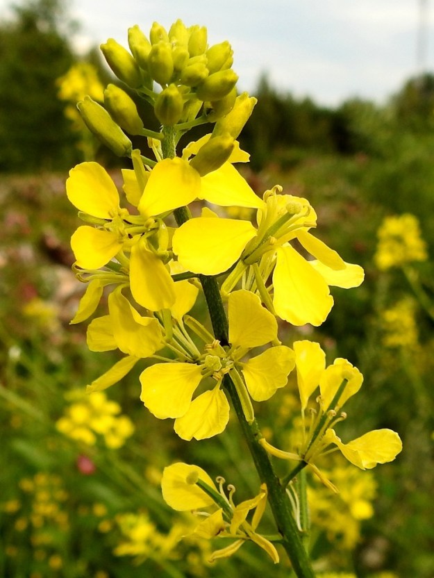 Mutarda arvensis - rikkasinapin kukassa on kuusi hedettä, joista kaksi on selvästi muita lyhyempiä. Heteet ponsineen ovat keltaiset. Sikiäin on kehänpäällinen, kapean lieriömäinen ja kellanvihreä sekä hyvin nopeasti pituutta kasvava. Sen kärjen jatkeena oleva vartalo ei erotu sikiäimestä. Luotti on pyöreähkö, nuppimainen ja keltainen tai kellanvihreä. EH, Hämeenlinna, Loimalahti, Kuokkamaa, entisen Sammon kaatopaikan täyttökumpu, lakialue, jonne ajettu uusia maakasoja, 22.7.2019. Copyright Hannu Kämäräinen.