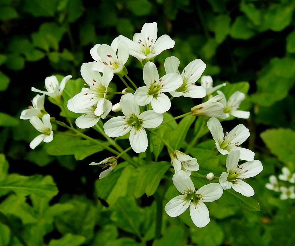 Cardamine amara - purolitukan teriö on valkoinen ja tavallisesti noin 12-17 mm leveä. Terälehtiä on ristikkäisesti neljä. Ne ovat vastapuikeat, pyöreäpäiset ja kapeatyviset sekä yleensä noin 7-9 mm pitkät ja leveimmältä kohtaa noin 3-5 mm leveät. 4.6.2019. Copyright Hannu Kämäräinen.