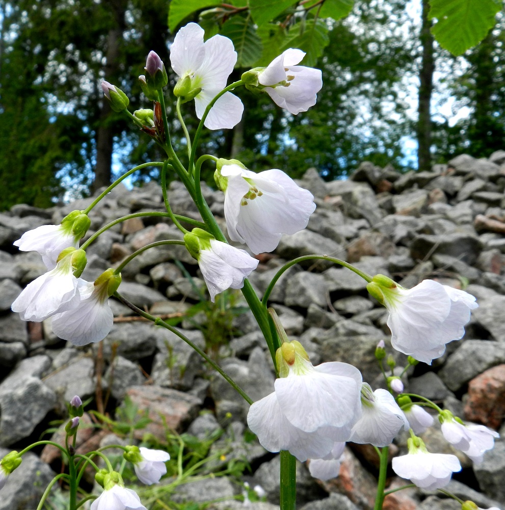 Cardamine pratensis subsp. paludosa - rantaluhtalitukan kukkaterttu on yleensä laaja-alaisesti siirottava ja pitenee hedelmävaiheessa yleensä enintään noin 15 cm pitkäksi. Kukkaperä on kalju ja useimmiten noin 10-20 mm pitkä. 3.6.2012. Copyright Hannu Kämäräinen.