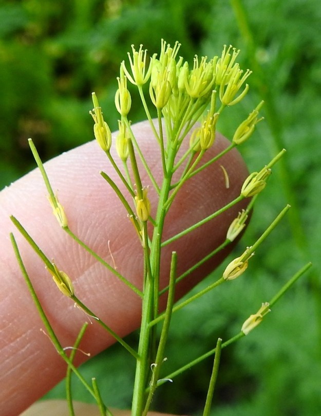 Descurainia sophia - (rohto)litutillin kukkaperä on useimmiten noin 5-10 mm pitkä. Kukat kehittyvät nopeasti, sillä heteiden ollessa vielä ryhdikkäästi pystyssä ponnet paikoillaan, sikiäin on jo huomattavasti kasvanut pituutta. A, Sund, Björby, Prästgården, kirkko- ja hautausmaan pohjoispuoli, ylijäämämaakasa, 23.6.2023. Copyright Hannu Kämäräinen.