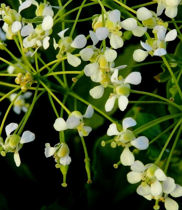Lepidium draba - kynsimökrassilla on ristikkäisesti neljä terälehteä. Ne ovat vastapuikeat, pyöreäkärkiset, kapeatyviset ja yleensä noin 2,5-3,5 mm pitkät sekä leveimmältä kohtaa noin 1,2-1,6 mm leveät. Verholehtiäkin on neljä. Ne ovat lähes pitkänpyöreät, kuperat ja vihreät sekä leveästi valkoisen kalvolaitaiset. Pituutta niillä on useimmiten noin 1,5 mm ja leveyttä leveimmältä kohtaa noin 1-1,2 mm. 18.6.2012. Copyright Hannu Kämäräinen.