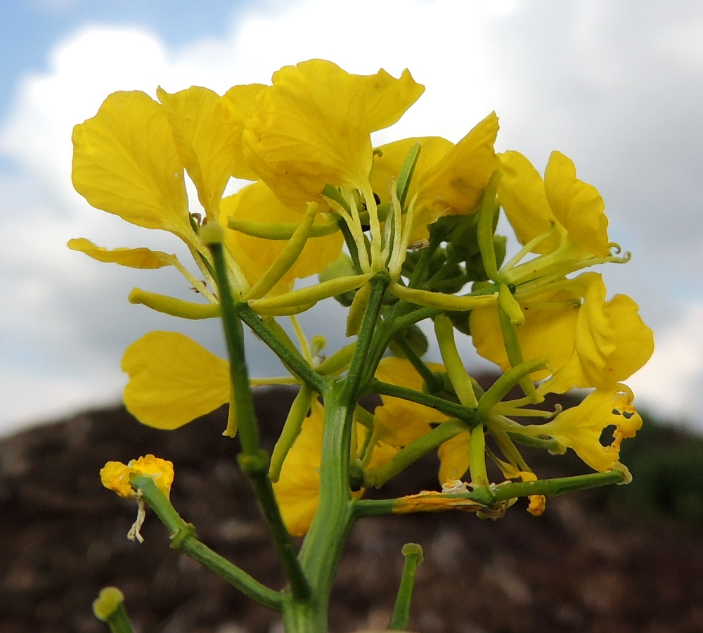 Mutarda arvensis - rikkasinapin kukassa on neljä verholehteä. Ne ovat lähes tasasoukat, kanoottimaisen kuperat ja koverat, melkein huomaamattomasti kalvolaitaiset sekä tylpähköpäiset ja keltaiset tai kellanvihreät. Pituutta niillä on tavallisesti noin 4-6 mm ja leveyttä leveimmältä kohtaa noin 0,8-1 mm. Ristikukkaiskasvien yleisestä linjasta poiketen verholehdet siirottavat kukintavaiheessa suoraan sivulle. Kukkaperä on useimmiten noin 2-5 mm pitkä. EH, Hämeenlinna, Ojoinen, Paroinen, jätevedenpuhdistamon ja moottoritien välinen kompostiaumakenttäalue, 20.8.2016. Copyright Hannu Kämäräinen.