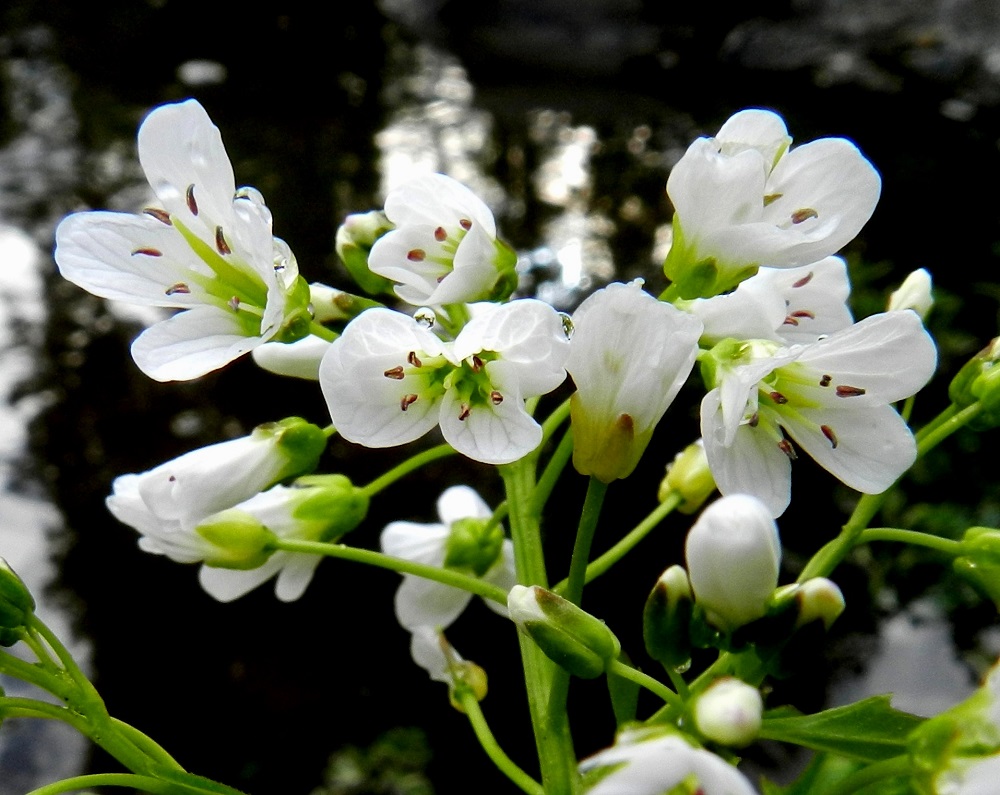Cardamine amara - purolitukan kukassa on kuusi hedettä, joista kaksi on hieman muita lyhyempiä. Palhot ovat kellanvihreät ja alaspäin levenevät. Ponnet ovat sinipunaiset tai punaruskeat, ja ponnenpuoliskot ovat tiiviisti yhdessä. Sikiäin on kehänpäällinen, kapean lieriömäinen ja kellanvihreä. Sen kärjen jatkeena on sikiäintä kapeampi vartalo, jonka päässä oleva luotti on pyöreä, kapea ja kellanvihreä. 3.6.2012. Copyright Hannu Kämäräinen.