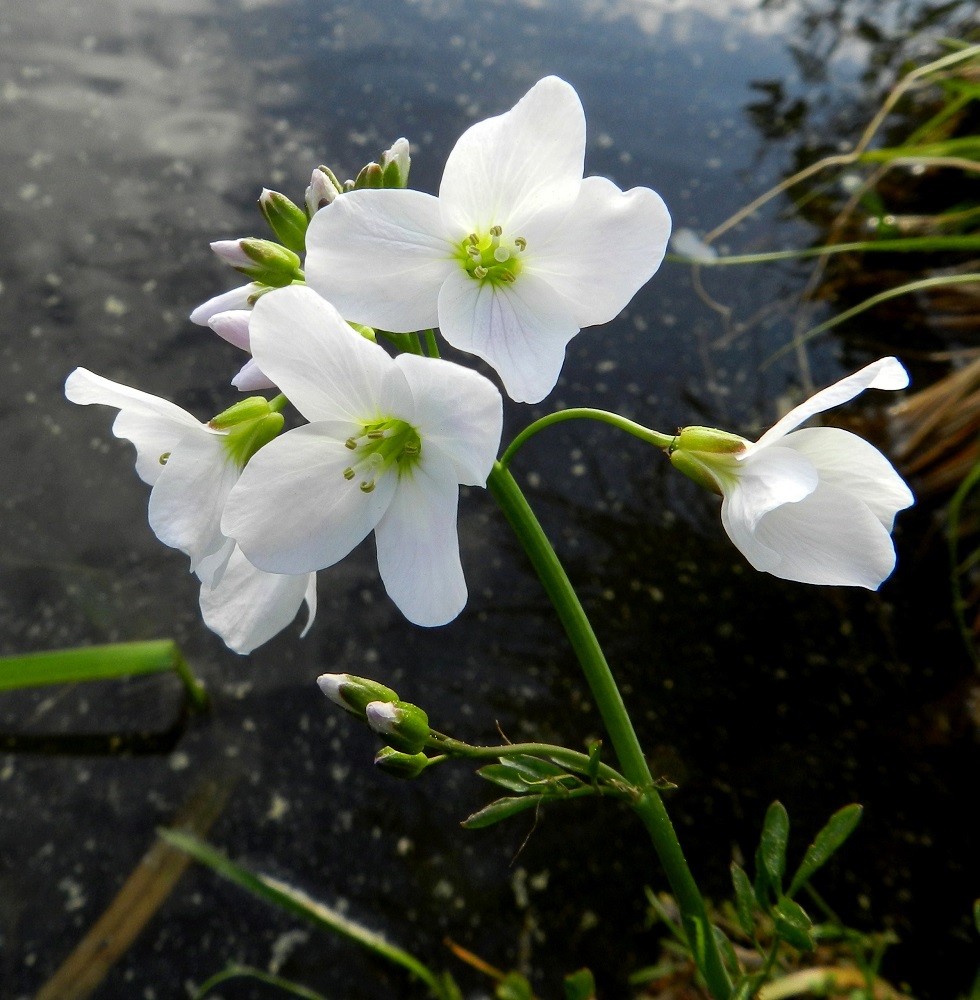 Cardamine pratensis subsp. paludosa - rantaluhtalitukan teriö on Suomen litukoiden kookkain. Se on yleensä noin 20-25 mm leveä. Teriön tyvi on kellanvihreä. EH, Hämeenlinna, Keinusaari, Varikonniemi, Vanajaveden rannan pitkospuupolun varsi, hetteinen järvenrantamättäikkö, 24.5.2012. Copyright Hannu Kämäräinen.